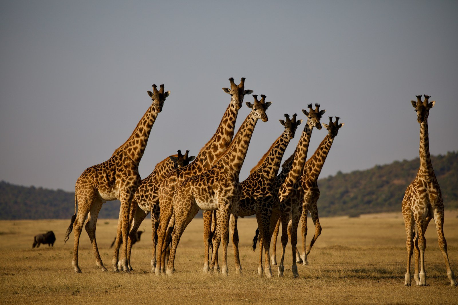 giraffe's on grass field