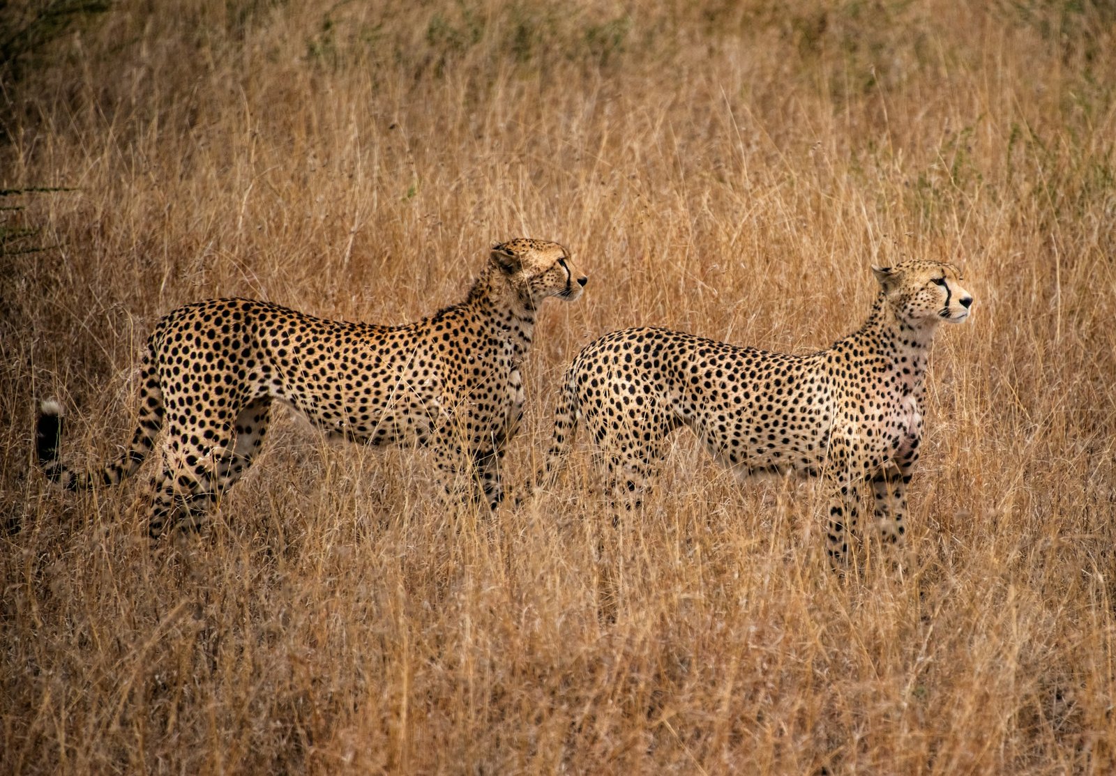 terry-granger-Skph63ZfHC0-unsplash